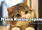 nama kucing Jepang